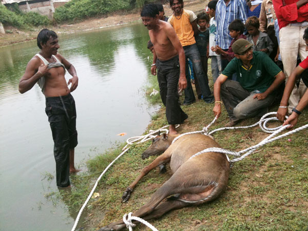 A Blue Bull rescued after an operation of 5 Hours.