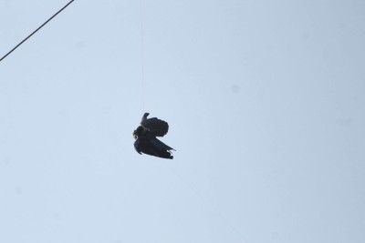 rescue a crow 6