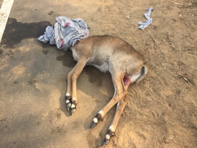 rescue of nilgai 1