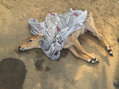 rescue of nilgai 2