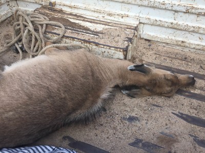 rescue of nilgai 4