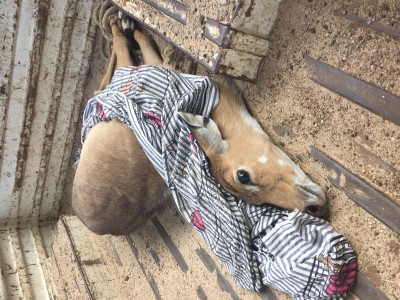 rescue of nilgai 5