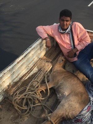 rescue of nilgai3