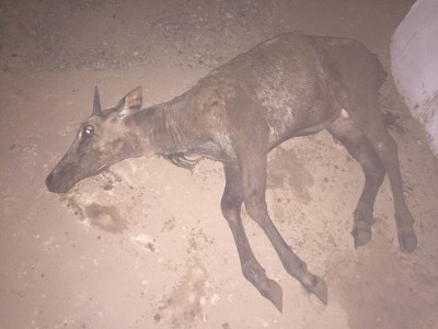 nilgai rescue1