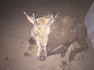 nilgai rescue2