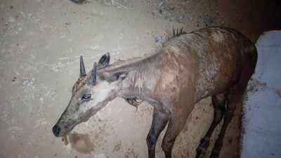 nilgai rescue4