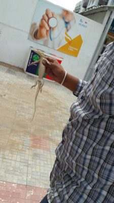 rescue of indian monitor lizard1